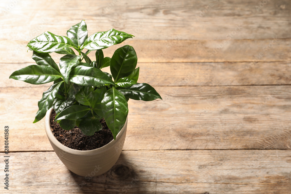 Fresh coffee plant with green leaves in pot on wooden table, above view. Space for text Fresh coffee plant with green leaves in pot on wooden table, above view. Space for text