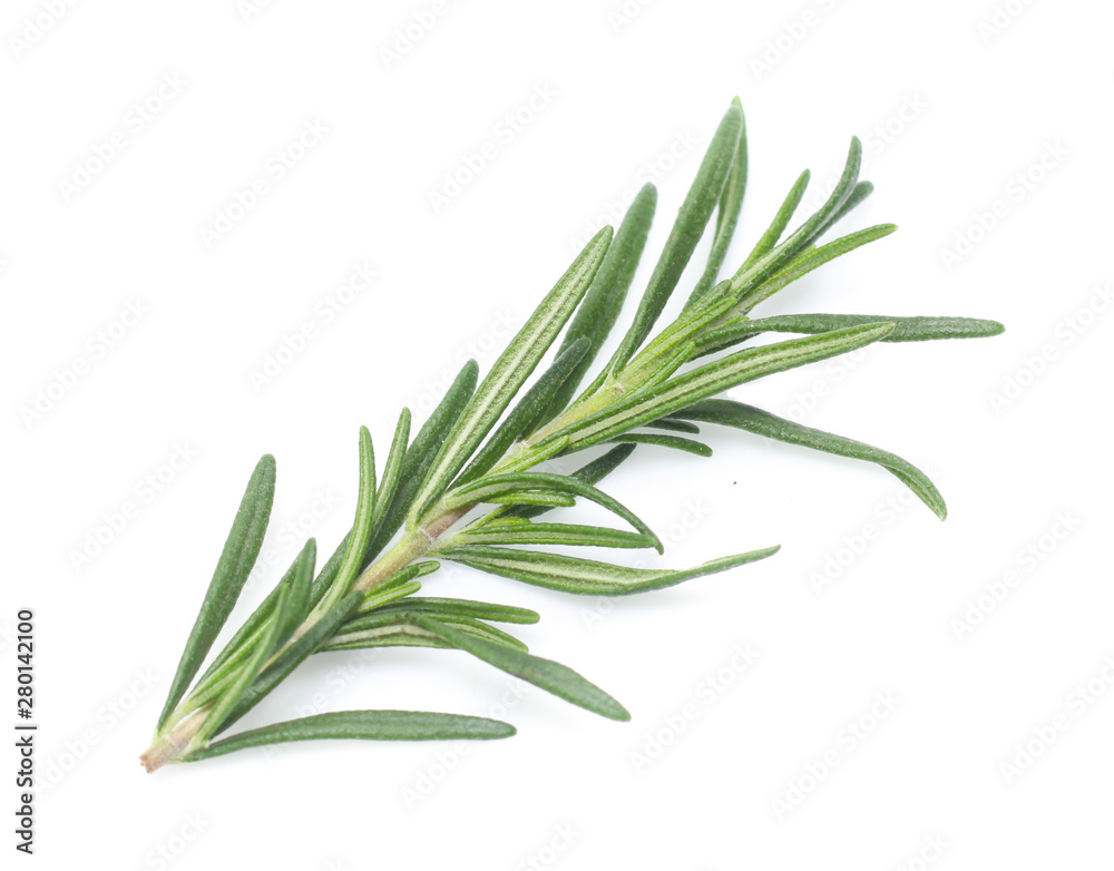 Fototapeta premium rosemary isolated on white background