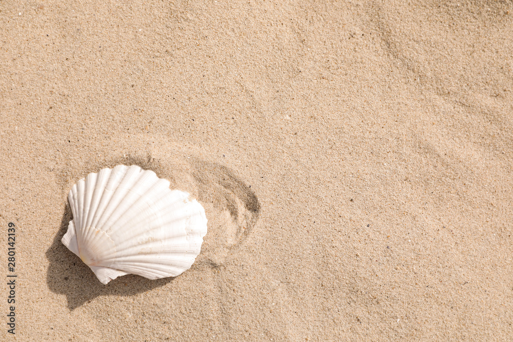 Beautiful seashell on sandy beach, closeup. Space for text Beautiful seashell on sandy beach, closeup. Space for text