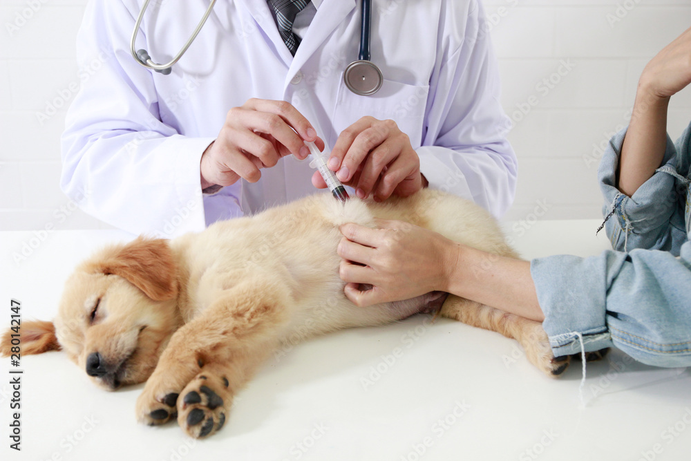Veterinarian giving injection to a sick dog Veterinarian giving injection to a sick dog