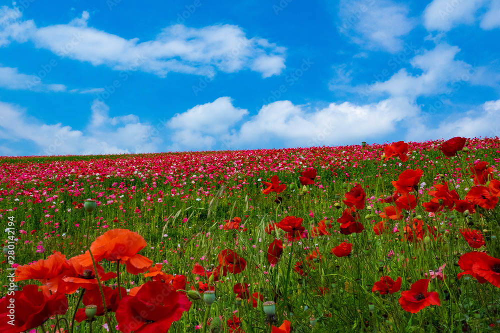 Obraz premium 秩父高原牧場、天空のポピー