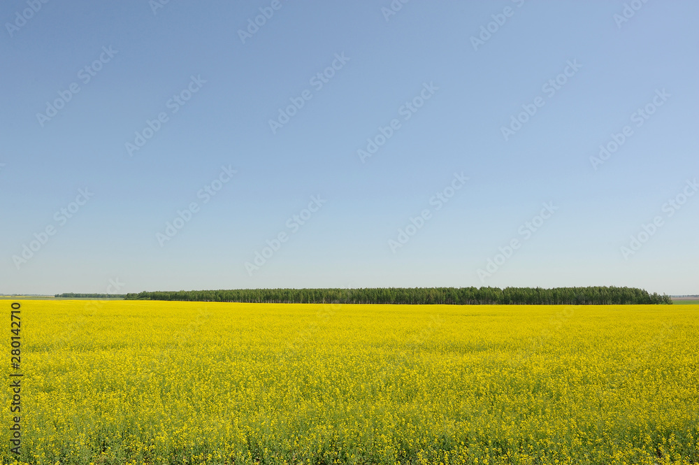 A field planted with blooming yellow rape, blue sky and a separately growing birch grove
