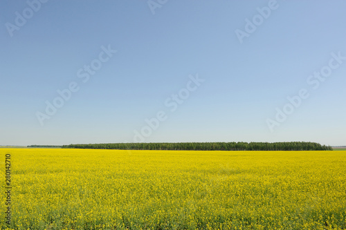 A field planted with blooming yellow rape  blue sky and a separately growing birch grove