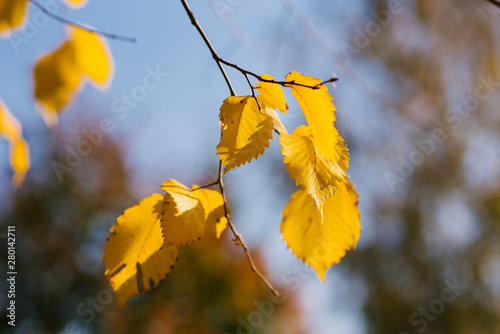 yellow leaves against the blue sky in autumn. Sunny day in October