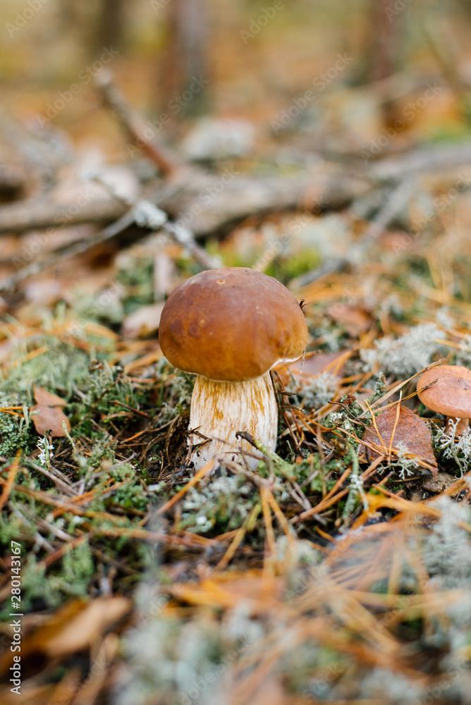 beautiful white boletus mushroom growing in autumn forest under the moss and fallen leaves