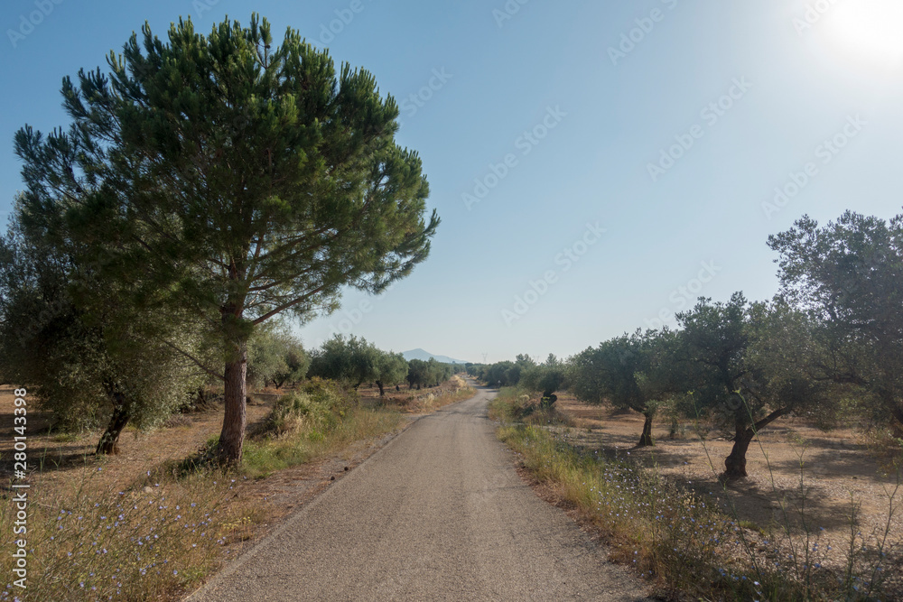 Centennial olive trees in San mateo, Via augusta de Castellon Centennial olive trees in San mateo, Via augusta de Castellon