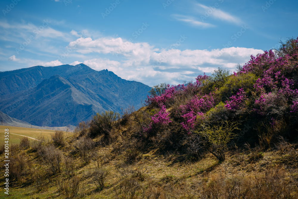 Stunning panoramic views of mountains in light haze and blue sky with white clouds. Rhododendron blooms on grassy slopes in green valley. Early sunny spring in the Altai mountains. Stunning panoramic views of mountains in light haze and blue sky with white clouds. Rhododendron blooms on grassy slopes in green valley. Early sunny spring in the Altai mountains.