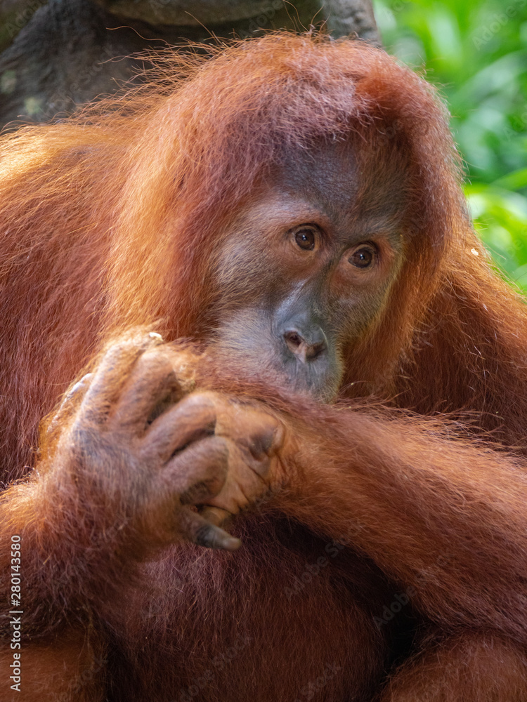 Captive Sumatran Orangutans (Orangutang, Orang-utang) Captive Sumatran Orangutans (Orangutang, Orang-utang)