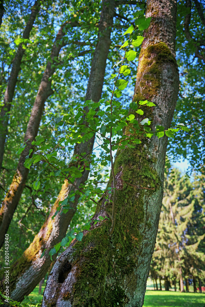 Fototapeta premium A rotten old July tree