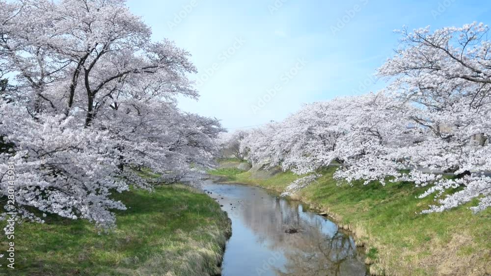 Landscape view of the sakura flower tree forest (plum,ume) with small canal in spring full-bloom of sakura flower season,Kannonji river in Fukushima-Hanami Flower season-4K UHD video movie Landscape view of the sakura flower tree forest (plum,ume) with small canal in spring full-bloom of sakura flower season,Kannonji river in Fukushima-Hanami Flower season-4K UHD video movie