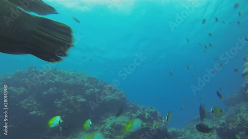 Napoleonfish, Humphead Wrasse Or Napoleon Wrasse Swimming Very Close Up On Coral Reef In Blue Ocean Sea Water. This Big Fish Is Also Named Giant Humphead Wrasse & Giant Maori Wrasse