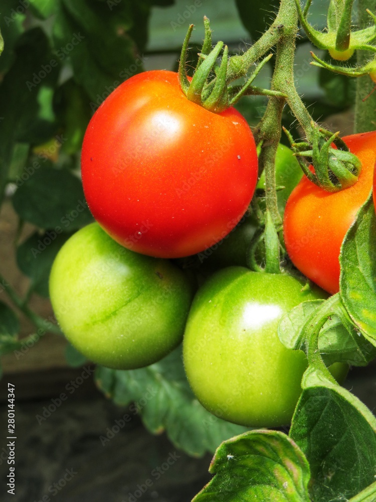fresh green and red tomatoes on the vine