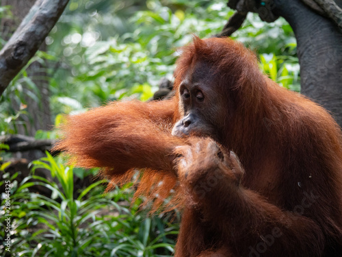 Captive Sumatran Orangutans (Orangutang, Orang-utang)