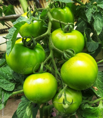 green tomatoes on the vine