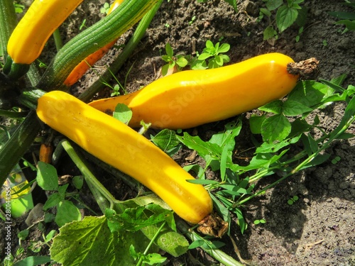yellow zucchini in the garden