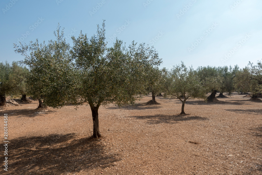 Fototapeta premium Centennial olive trees in San mateo, Via augusta de Castellon