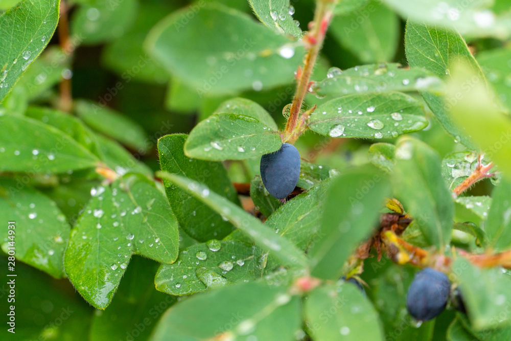 Juicy and ripe honeysuckle after rain. Dew on leaves with berries. Juicy and ripe honeysuckle after rain. Dew on leaves with berries.
