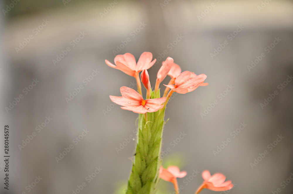 Orange Firecracker Flower
