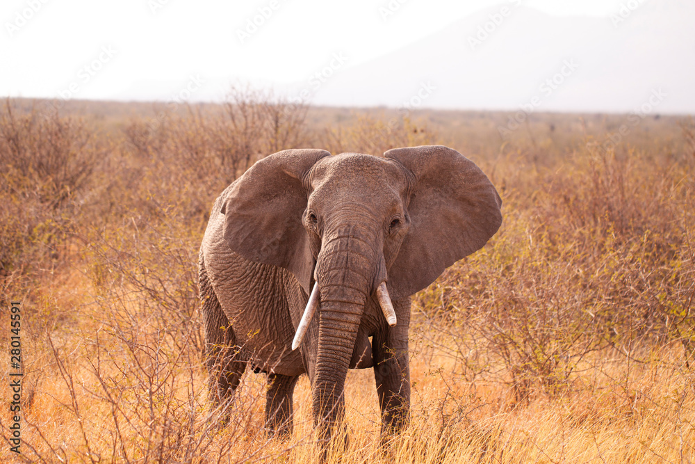Fototapeta premium elephant in tyhe wild