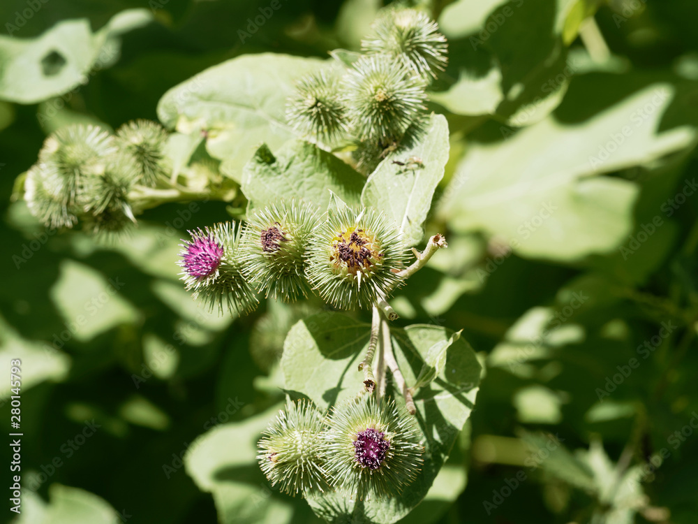 (Arctium lappa) La grande bardane ou bardane officinale aux grappes de fleurs violettes, rose-pourpés globuleuses en forme de crochets (Arctium lappa) La grande bardane ou bardane officinale aux grappes de fleurs violettes, rose-pourpés globuleuses en forme de crochets