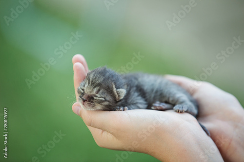 Newborn kitten sleeping in human hand.