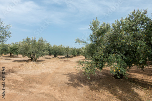 Centennial olive trees in San mateo, Via augusta de Castellon