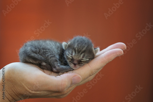 Newborn kitten sleeping in human hand