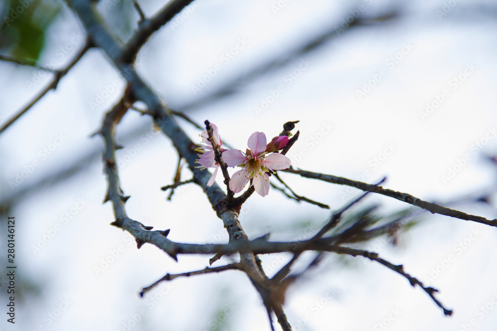 Branch and Wild Himalayan Cherry flower earned the nickname Branch and Wild Himalayan Cherry flower earned the nickname