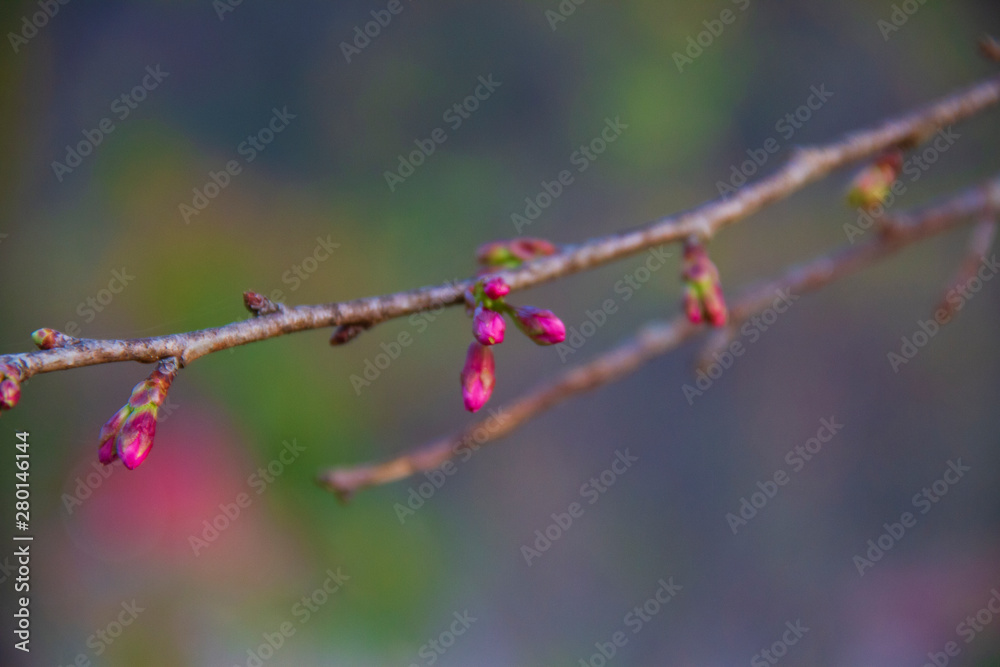 Branch and bud of Wild Himalayan Cherry flower earned the nickname Branch and bud of Wild Himalayan Cherry flower earned the nickname