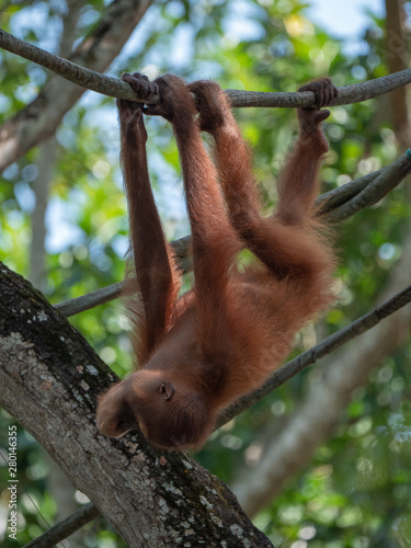 Captive Sumatran Orangutans (Orangutang, Orang-utang)