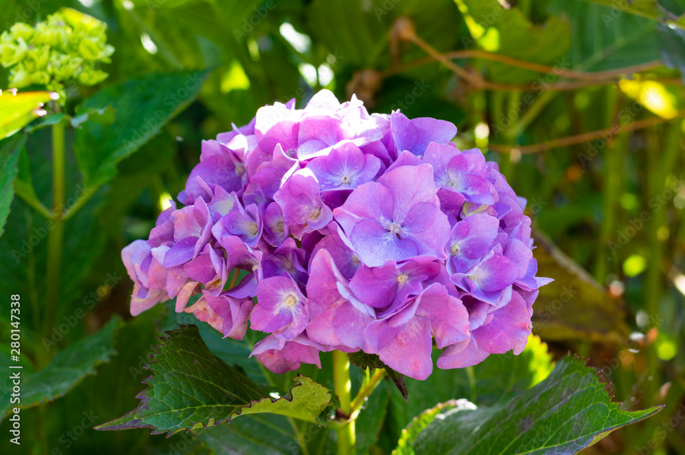 Photograph of purple hydrangea in garden during flowering Photograph of purple hydrangea in garden during flowering