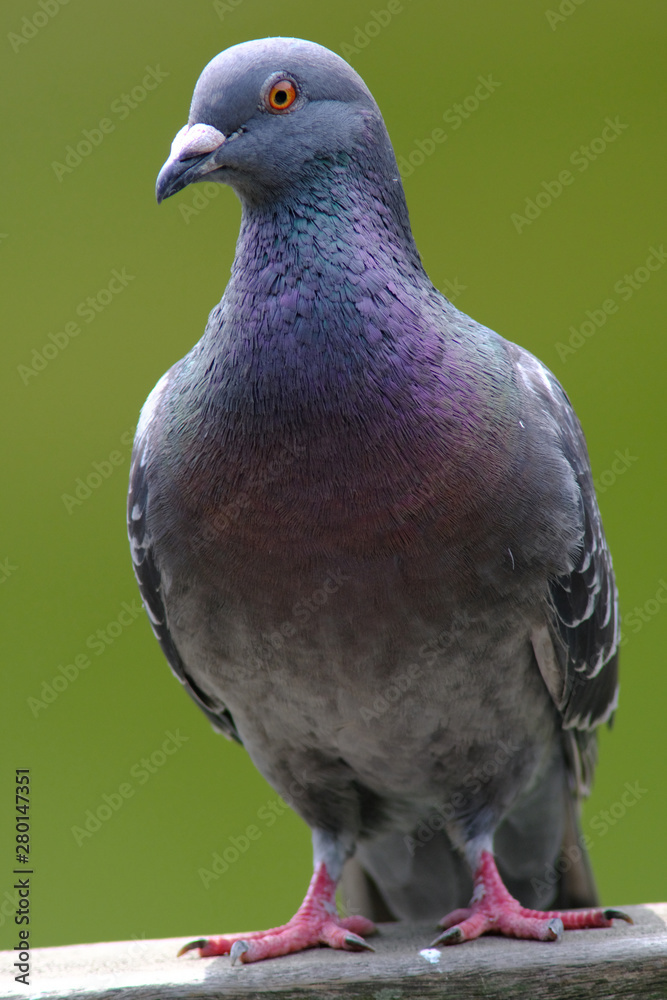 rock dove close up rock dove close up