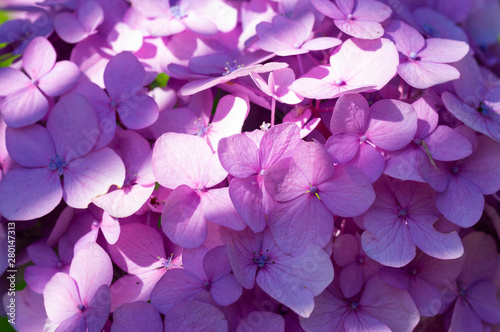 Detail photograph of purple hydrangea in garden during flowering