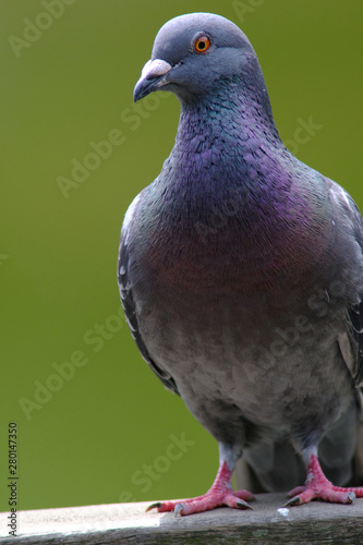 rock dove close up