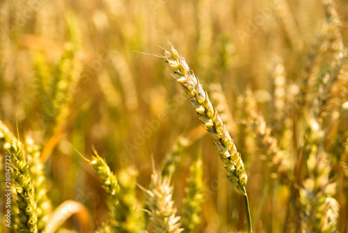 Wheat spikes on golden field
