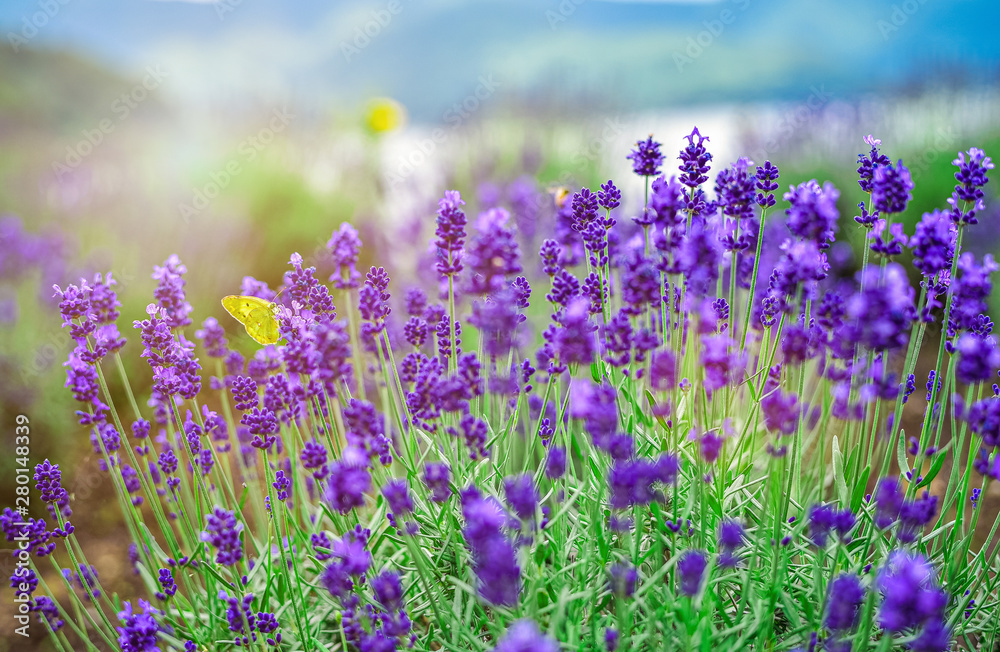 Fototapeta premium a violet lavender flowers field