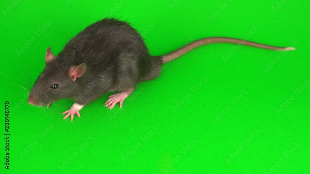 Gray rat on green screen background Gray rat on green screen background