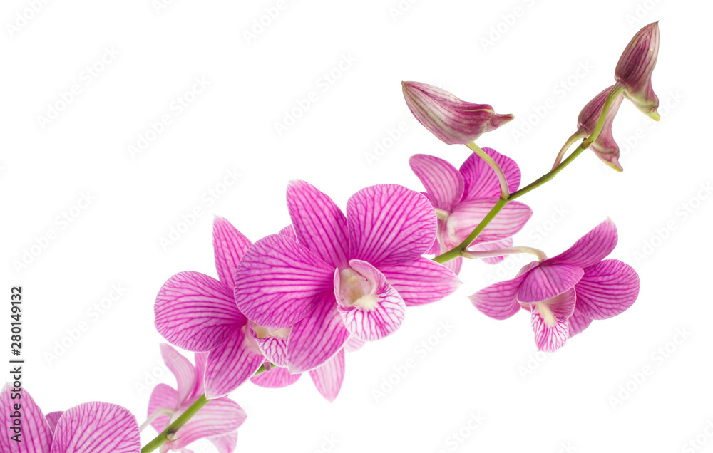 pink orchid flowers isolated on white background pink orchid flowers isolated on white background