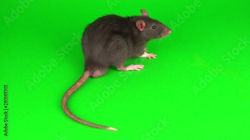 Gray rat on green screen background