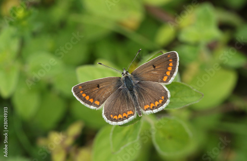 A beautiful Brown Argus Butterfly, Aricia agestis, perching on a plant in a meadow.