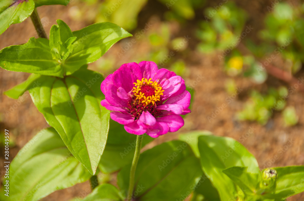 Isolated flower in the garden Isolated flower in the garden