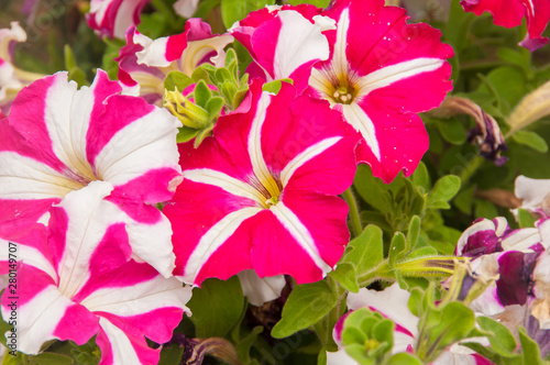 Fototapeta Naklejka Na Ścianę i Meble -  Beautiful petunias in a garden