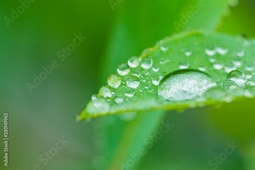梅雨時の葉についた水滴