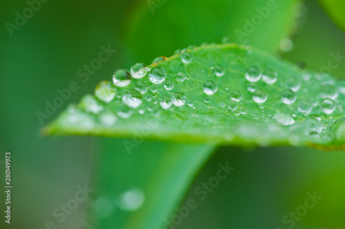 梅雨時の葉についた水滴