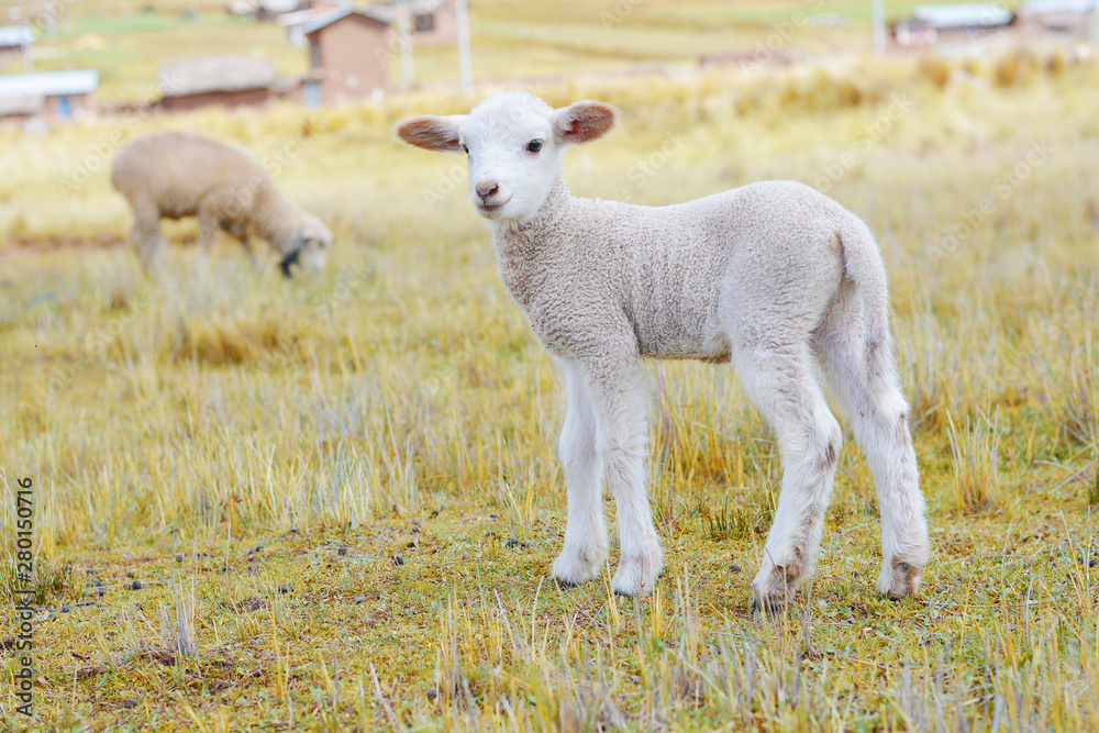 Little white lamb on the farmland.