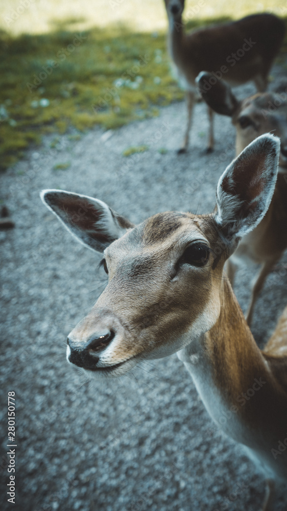 Alcuni Scatti del Wildpark Poing in Germania 