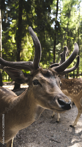 Alcuni Scatti del Wildpark Poing in Germania 