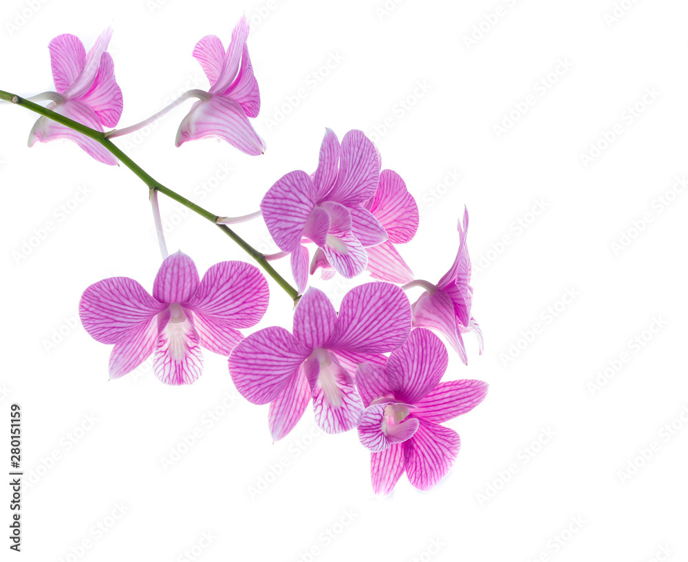 pink orchid flowers isolated on white background pink orchid flowers isolated on white background