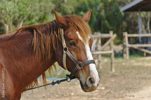 Brown and white horse face closeup in farm stall