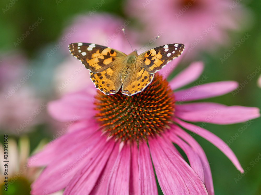 Butterfly sitting on a wild pink flower at sunny day Butterfly sitting on a wild pink flower at sunny day